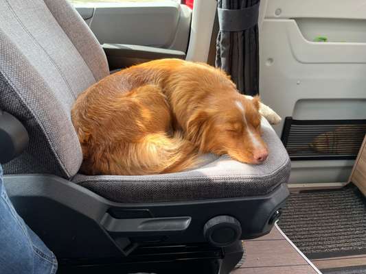 Nova Scotia Duck Tolling Retriever-Beitrag-Bild