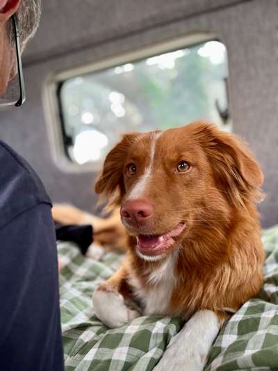 Nova Scotia Duck Tolling Retriever-Beitrag-Bild