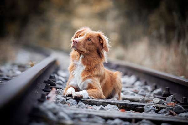 Nova Scotia Duck Tolling Retriever-Beitrag-Bild