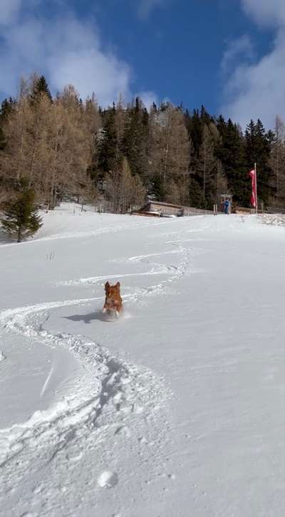 Nova Scotia Duck Tolling Retriever-Beitrag-Bild