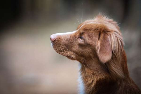 Nova Scotia Duck Tolling Retriever-Beitrag-Bild