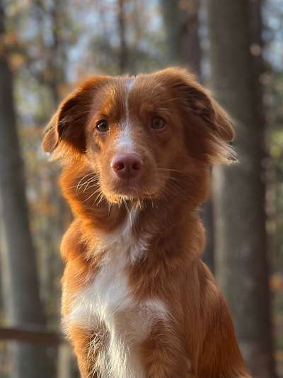 Dogorama Photo Challenge - Portrait-Beitrag-Bild