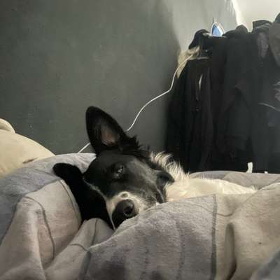 Hundetreffen-Hundetreff-Bild