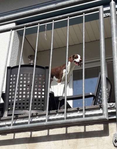 Dogorama Foto Challenge - Erwischt-Beitrag-Bild