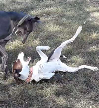 Dogorama Photo Challenge - Spielgesicht-Beitrag-Bild