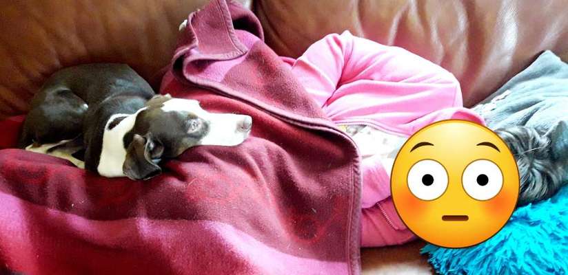 Dogorama Photo Challenge - Herzenshund-Beitrag-Bild