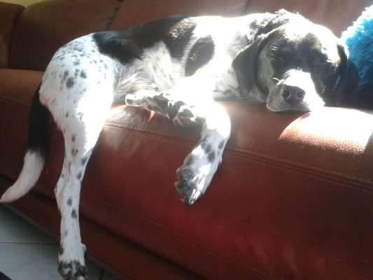 Unsere Fellnasen im Regenbogenland-Beitrag-Bild