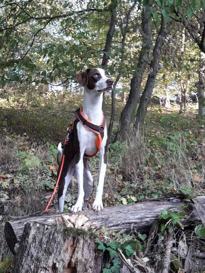 Dogorama Photo Challenge - Märchenwald-Beitrag-Bild