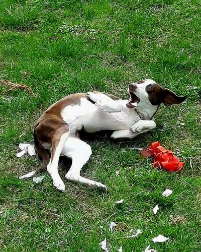 Handy Foto Challange Nr. 46  Happy Dog-Beitrag-Bild