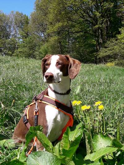 Dogorama Photo Challenge - Frühlingserwachen-Beitrag-Bild