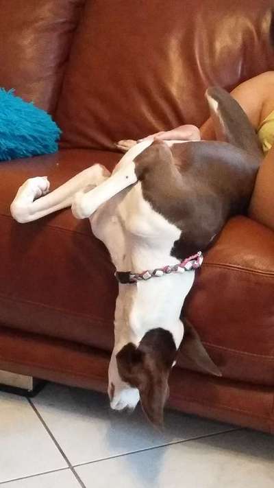 Fotosammlung: ,,Der natürliche Hund" Unbearbeitet, ungestellt und in Natura-Beitrag-Bild