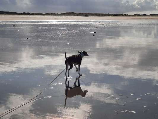 Dogorama Photo Challenge - Spieglein Spieglein . . .-Beitrag-Bild