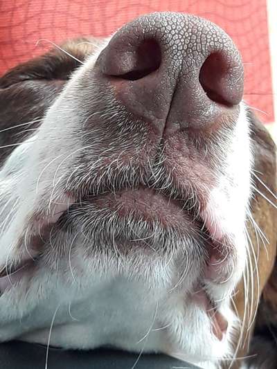 42. Handy Fotochallenge - Den richtigen Riecher haben-Beitrag-Bild