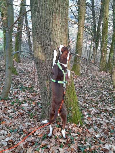 Handy Foto Challenge Nr. 49: Mein Freund der Baum-Beitrag-Bild