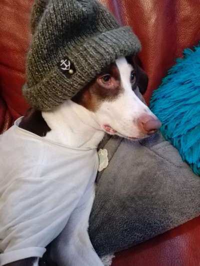 Fotochallange nr. 106
Der geschmückte Hund.-Beitrag-Bild