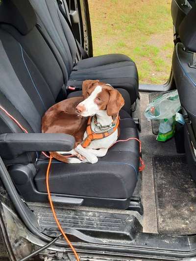 Foto Challenge Thema "Hunde im Auto"-Beitrag-Bild