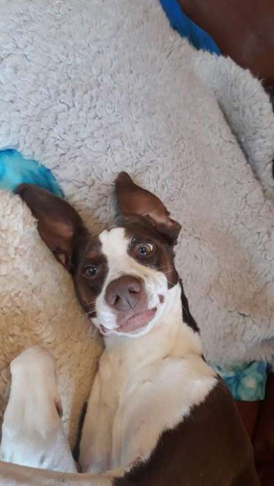 Dogorama Photo Challenge - besondere Eigenschaften-Beitrag-Bild