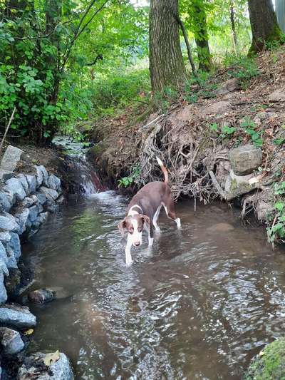 Fotosammlung: ,,Der natürliche Hund" Unbearbeitet, ungestellt und in Natura-Beitrag-Bild