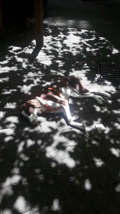 Dogorama Photo Challenge - Tarnung ist alles-Beitrag-Bild