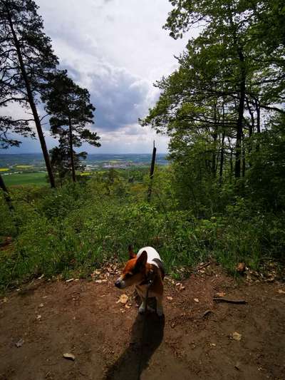 Hundetreffen-Zusammen Gassi gehen-Bild