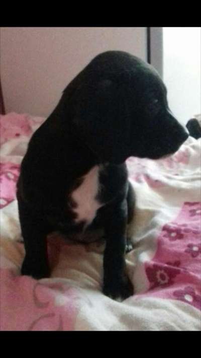 Labradorfans-Beitrag-Bild