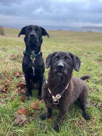 Wie kamst du zu deinem Hund?-Beitrag-Bild