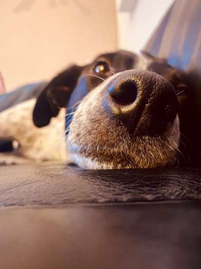 Zeigt mir die tollste Nahaufnahme von eurer Fellnase-Beitrag-Bild