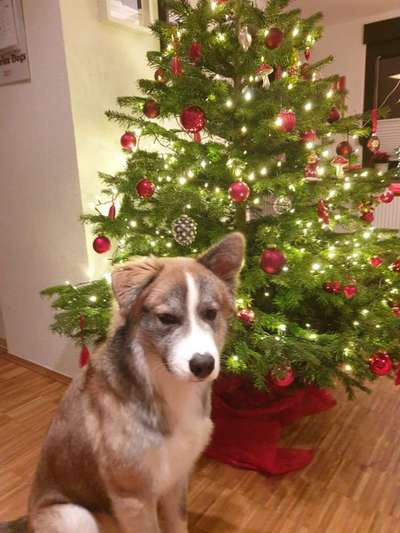 Welche Hunderasse-Beitrag-Bild