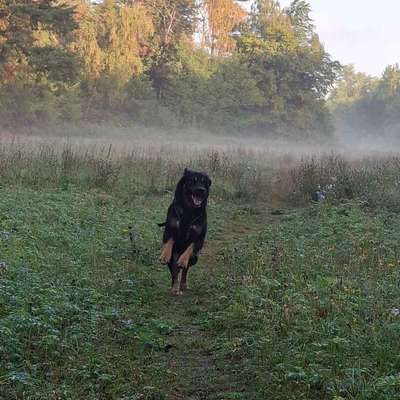 Hundetreffen-Spaziergänge ohne direkten Hundekontakt-Bild