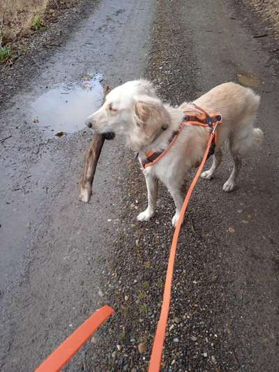 Auslandstierschutz-Beitrag-Bild