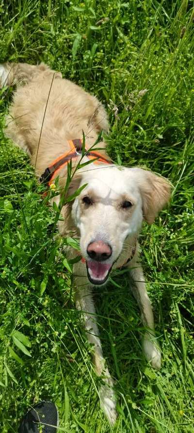 Auslandstierschutz-Beitrag-Bild