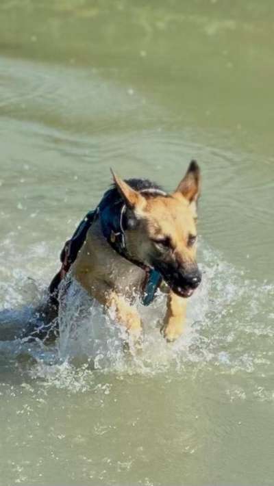 Dogorama Photo Challenge - Hunde in Action-Beitrag-Bild