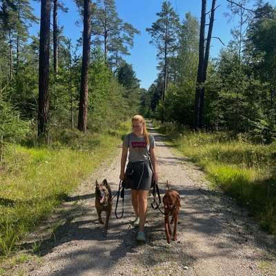 Giftköder-Leinenführigkeitskurs-Bild