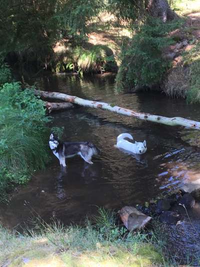 Husky-Beitrag-Bild