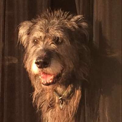 Irische Wolfshunde Hilfe-Tipps-Tricks-Beitrag-Bild