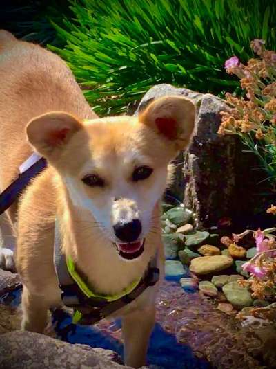 Dogorama Photo Challenge - Der Frühling kommt-Beitrag-Bild