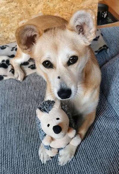 Auslandstierschutz-Beitrag-Bild