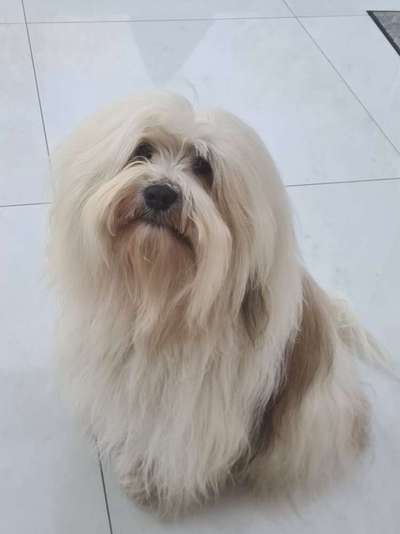 Tibet Terrier-Beitrag-Bild