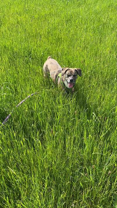 Die Dogorama Monats Challenge "Es grünt und blüht"-Beitrag-Bild