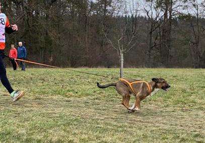 Hundetreffen-Lauftreff für Cani Cross-Bild