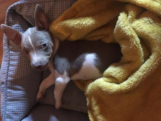 Welpen Bilder !-Beitrag-Bild