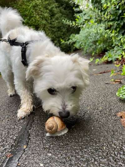 Hundetreffen-Abendspaziergänge-Bild