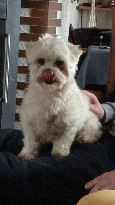 Fotochallenge Nr. 59 - Mein Hund zeigt die Zunge-Beitrag-Bild