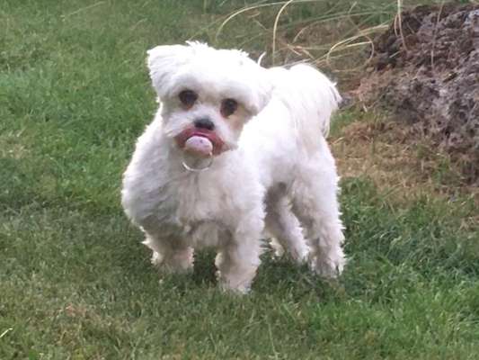 Postet das beste Foto von euren 4 beinern-Beitrag-Bild