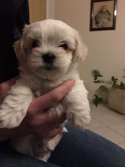 Welpenfotos-Beitrag-Bild