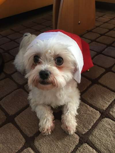 It's beginning to look a lot like.....-Beitrag-Bild