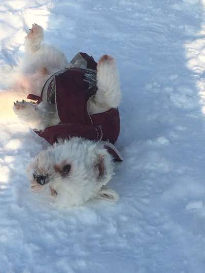 Fotochallenge 61 ~ Schnee-Beitrag-Bild