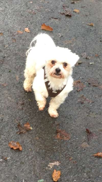 Welpenfotos-Beitrag-Bild