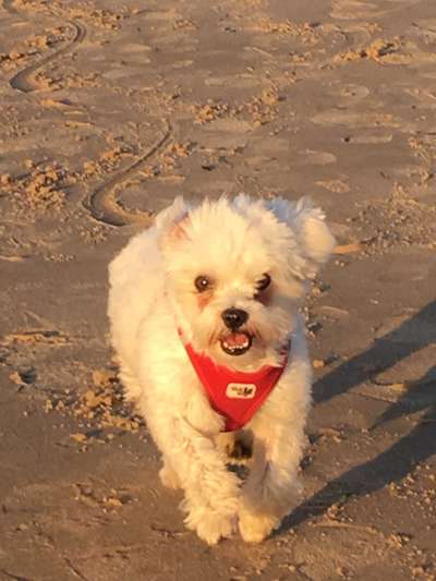 Die Dogorama Kalender Challenge Titelbild-Beitrag-Bild