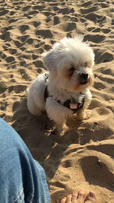 Die Dogorama Wochen Challenge-Beitrag-Bild